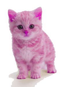 Pink
Pussy